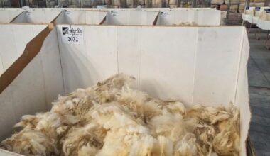 Wool prices hit 15-year high as demand and confidence surge
