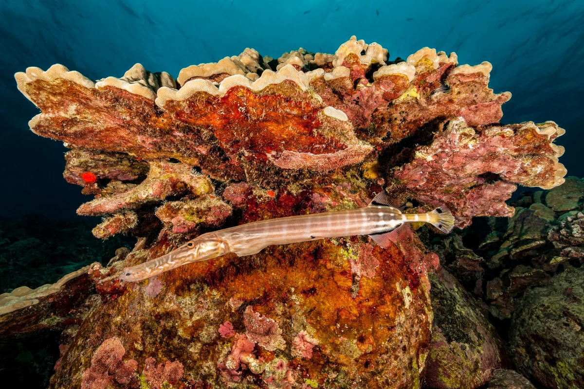 trumpetfish