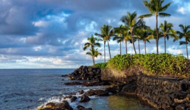 A lava covered seashore and palm trees on a tropical island