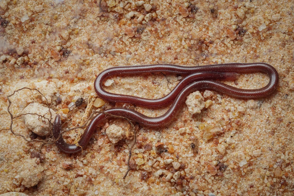 Brahminy blind snake