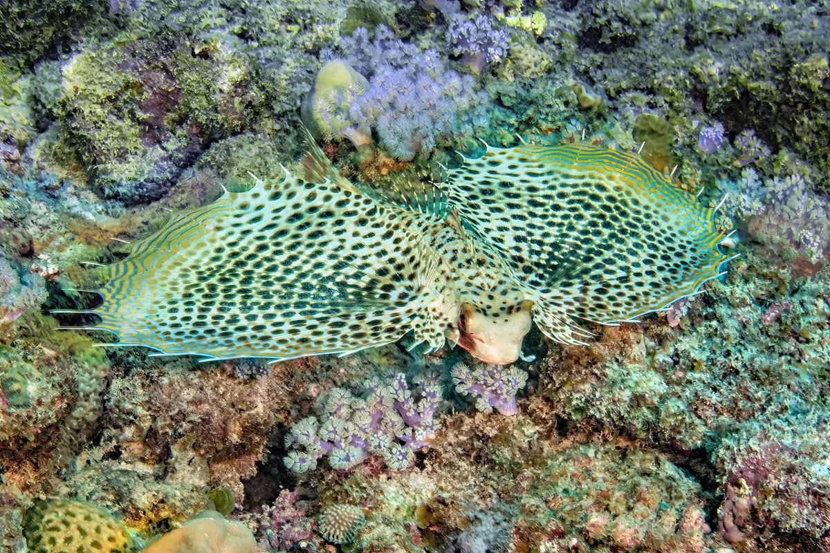 oriental flying gurnard