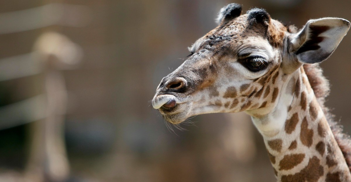 Gracie the giraffe: Why are exotic animals in Texas?