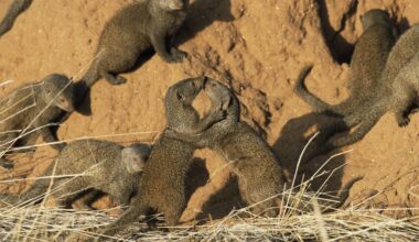This tiny, brave carnivore battles rival groups. Now researchers have discovered something astonishing about their defences