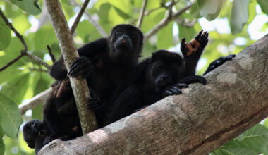 Heat Is Killing Wildlife Across the Animal Kingdom. A New Forecasting Tool May Help.