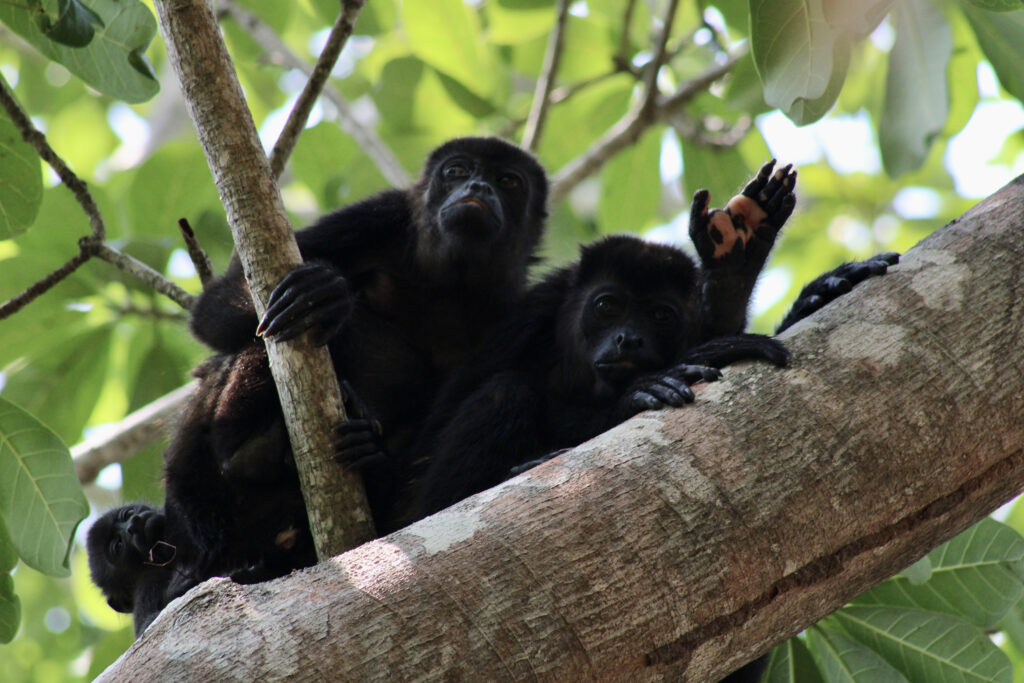 Heat Is Killing Wildlife Across the Animal Kingdom. A New Forecasting Tool May Help.