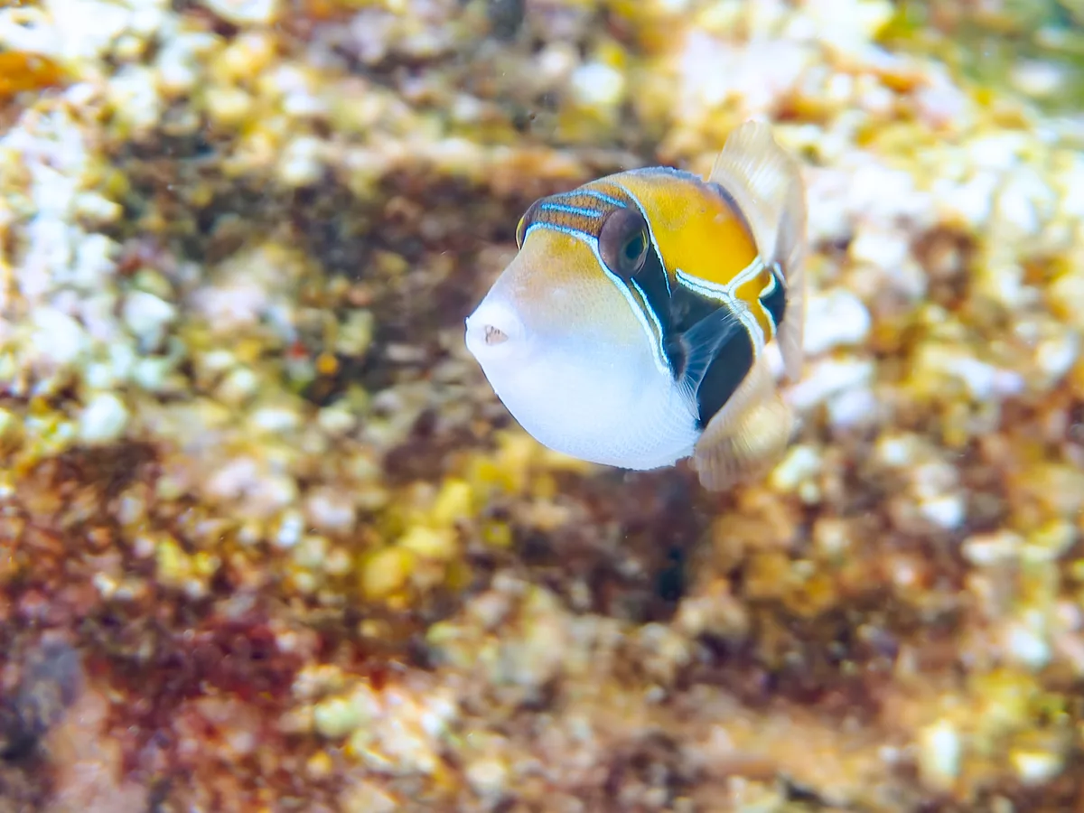 Reef triggerfish