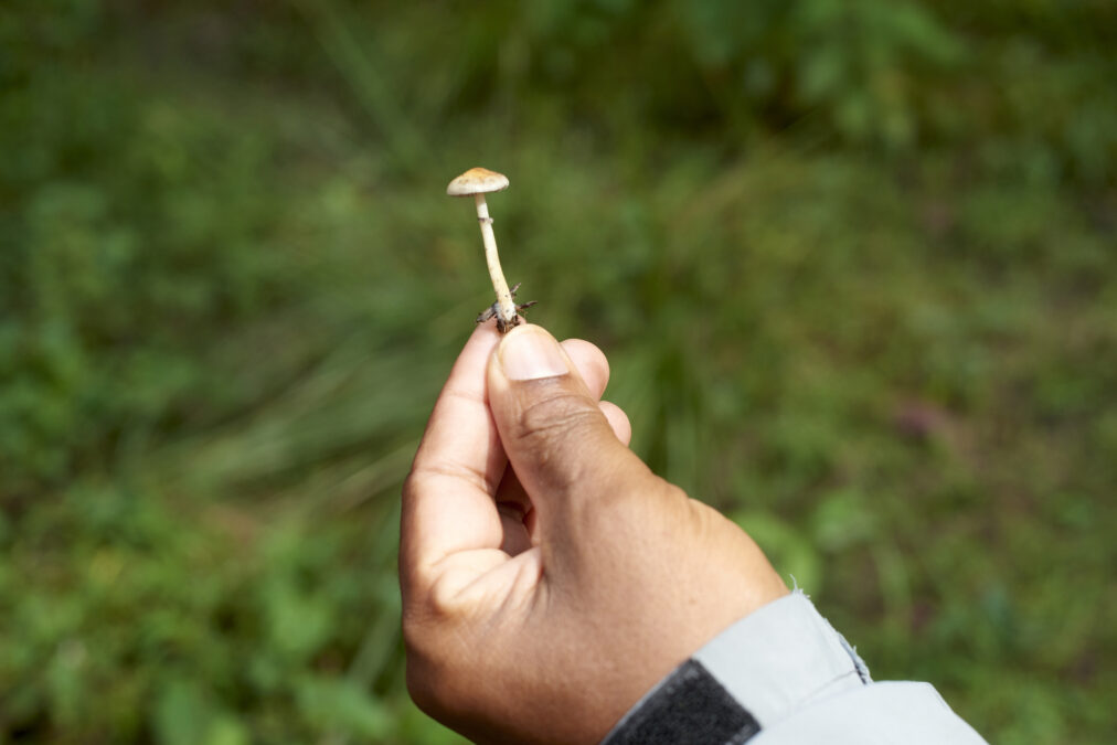 Magic Mushroom Compound Could Offer a New Approach to Treating Chronic Tinnitus 