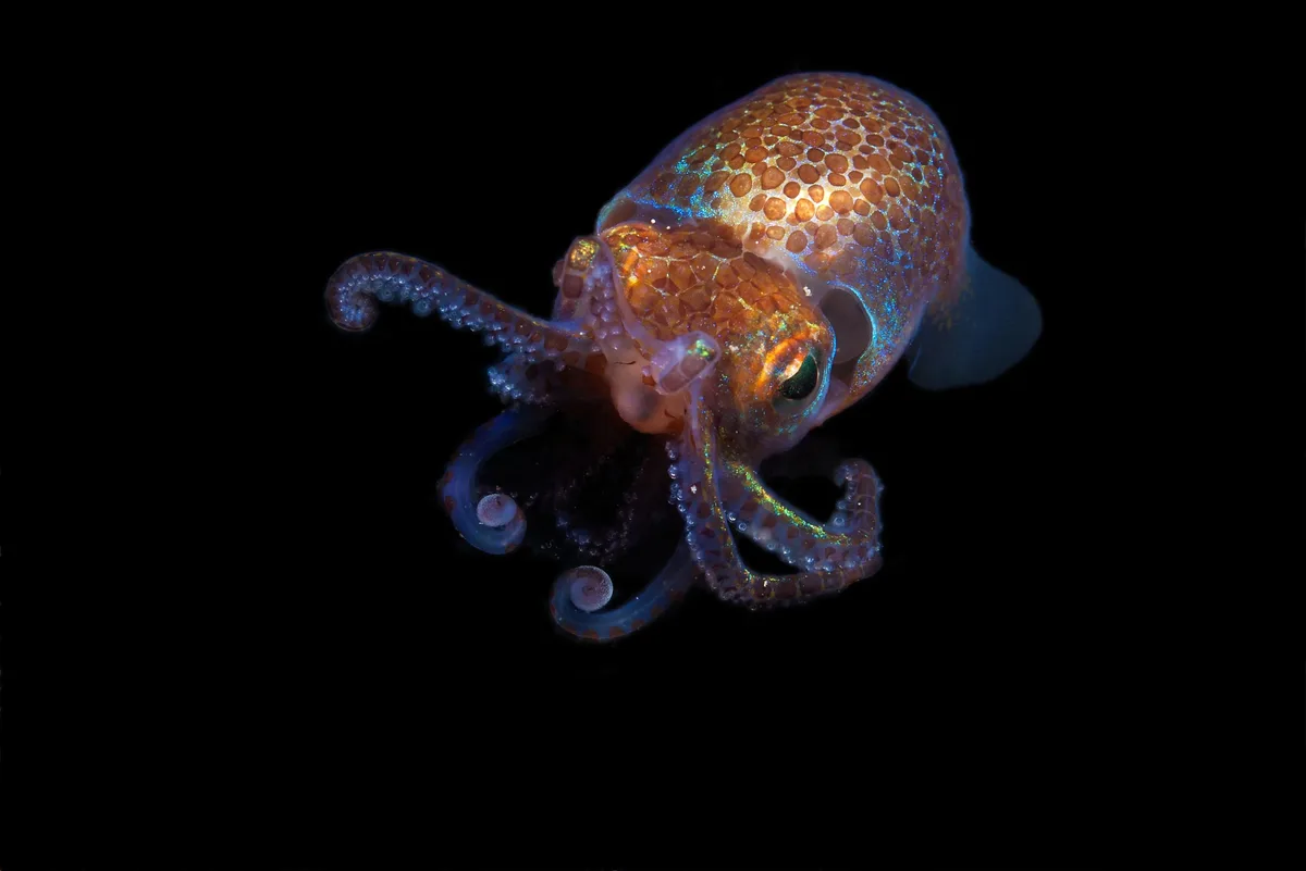 Hawaiian Bobtail squid,