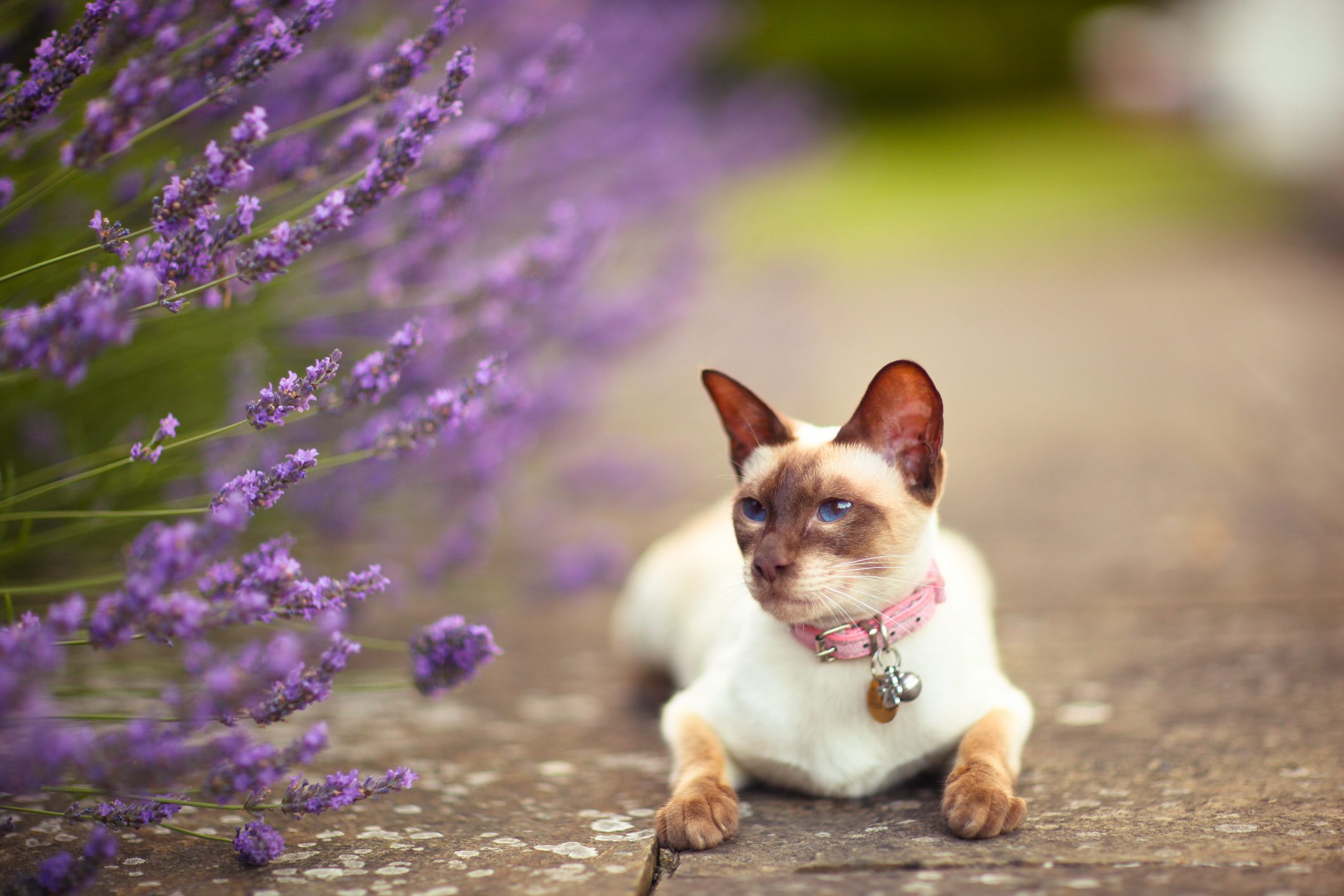 Putting a bell or two on cat's collar can reduce how many animals it catches. © Sasha Bell/Getty