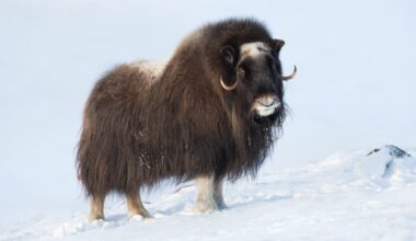 Weathering the storm: footage shows one of the hardiest animals on Earth enduring brutally cold temperatures 