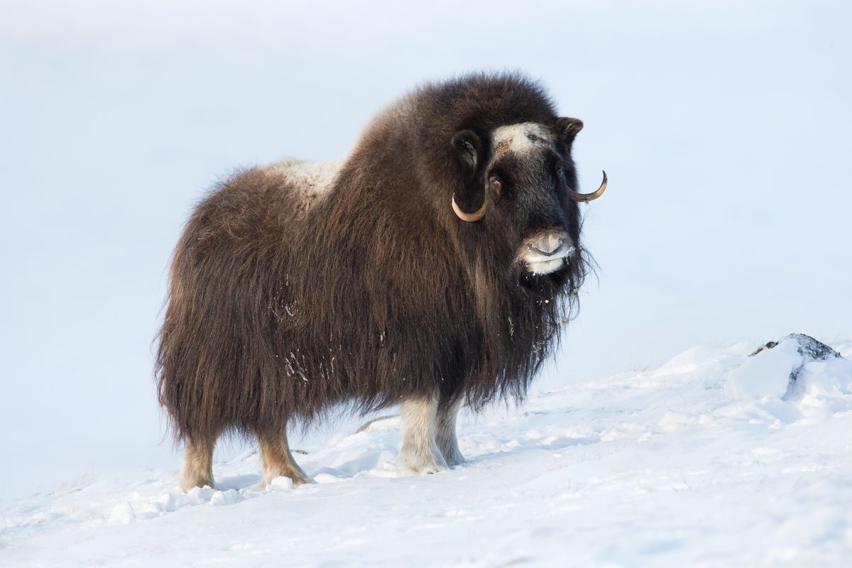 Weathering the storm: footage shows one of the hardiest animals on Earth enduring brutally cold temperatures 
