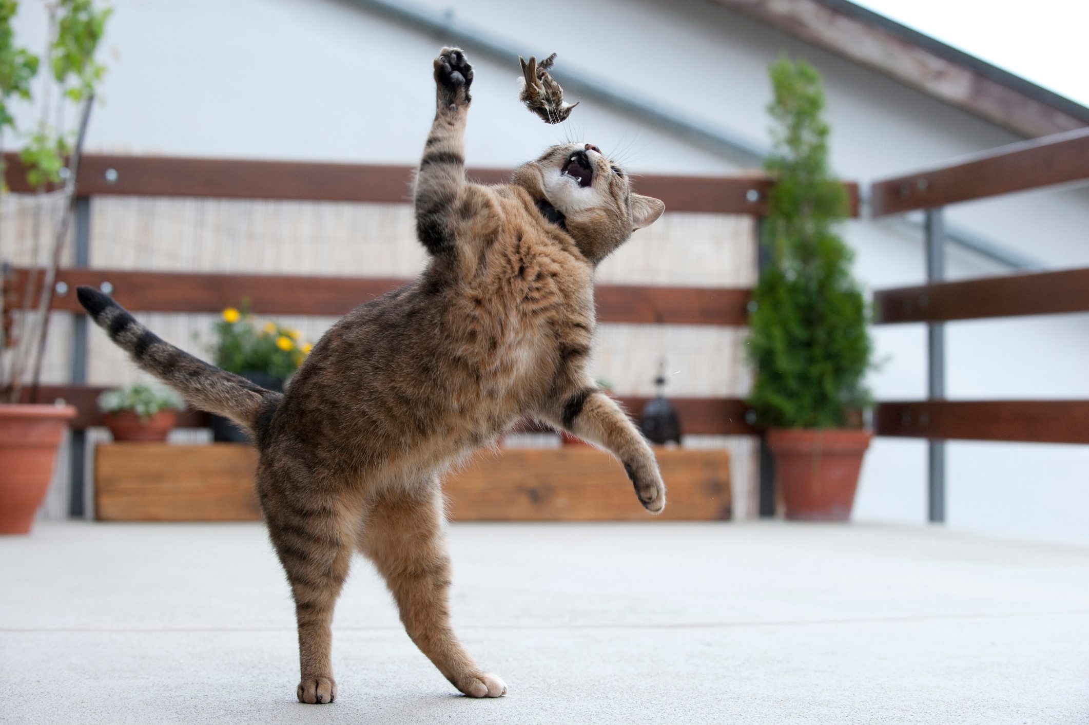A domestic cat playing with its dead prey - a common treecreeper. © Laurent Geslin/Nature Picture Library/Getty