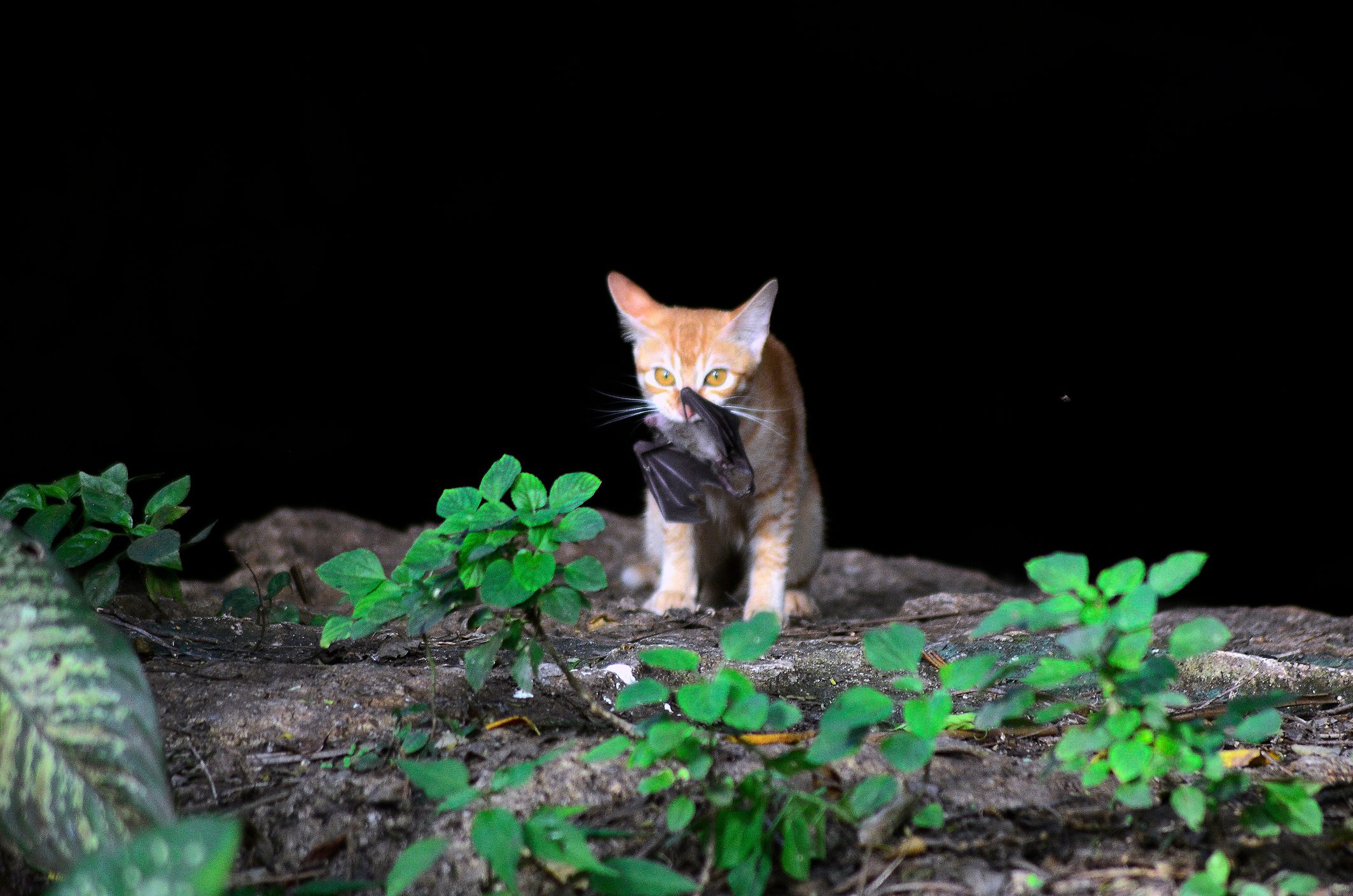 Cat with a bat. © Raniel Jose Castaeda/EyeEm/Getty