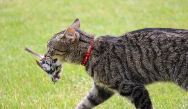 How can I stop my cat hunting – and killing – wildlife?