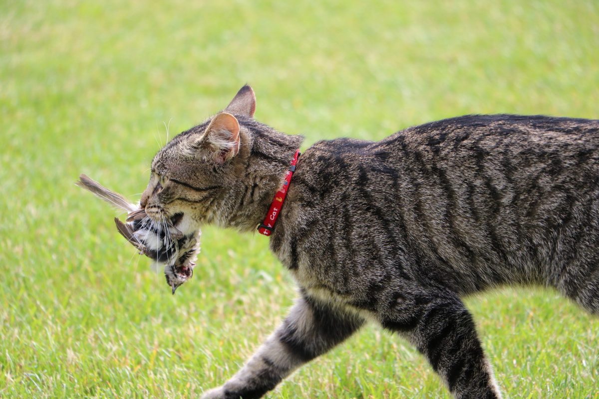 How can I stop my cat hunting – and killing – wildlife?
