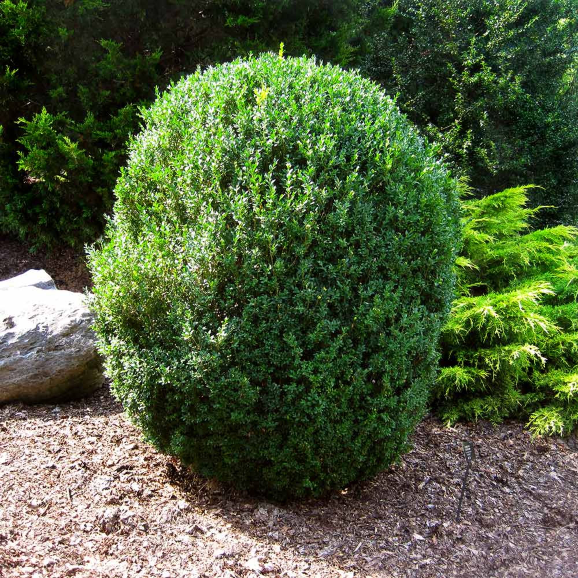 American Boxwood