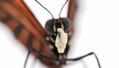 Butterflies That Eat Pollen May Hold Clues to Extreme Longevity