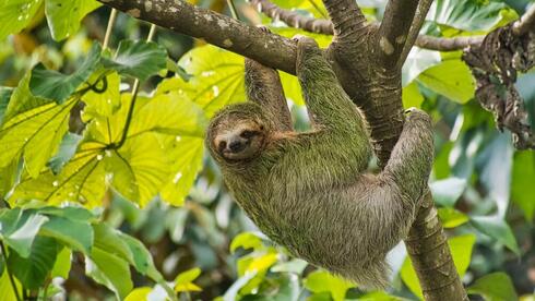 Scientists may have finally solved why sloths are so slow