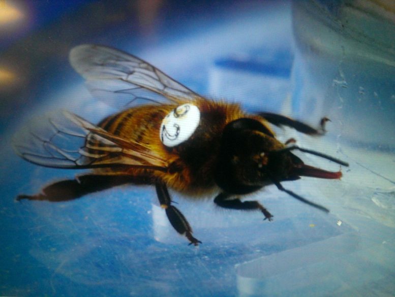 Honeybee Drinking a Sugar Solution Containing Glyphosate