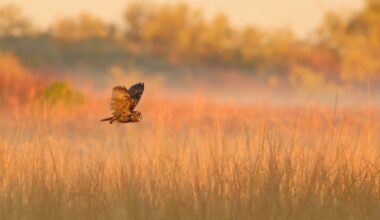 15-year-old photographer wins major wildlife award for Long-eared Owl image – shot with DSLR camera gear