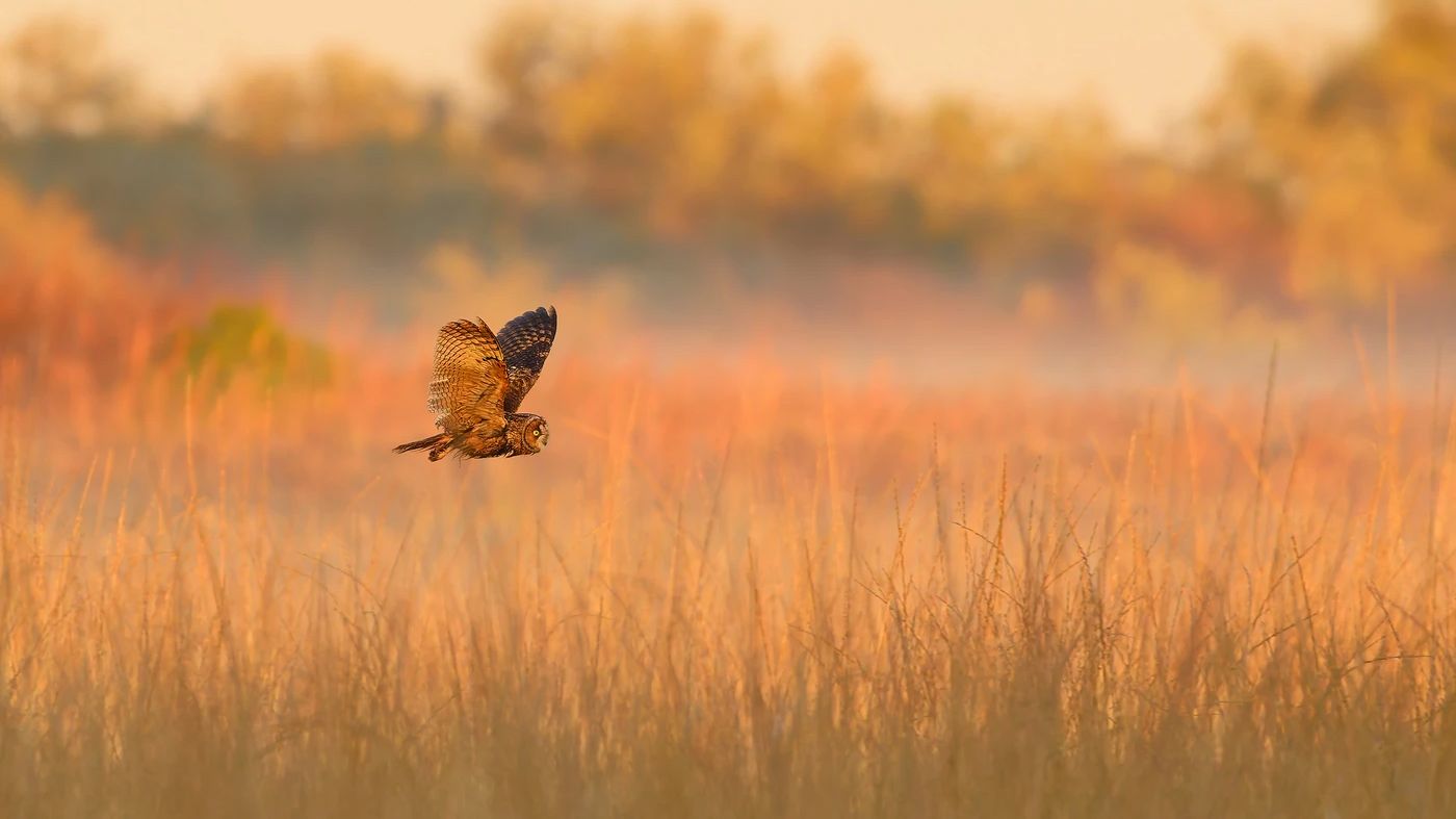 15-year-old photographer wins major wildlife award for Long-eared Owl image – shot with DSLR camera gear