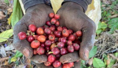 The search for climate-resilient coffee: Diversifying beyond Arabica and Robusta