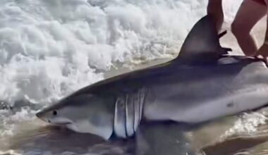 Nantucket Current | Fisherman Reels In Great White Shark From…