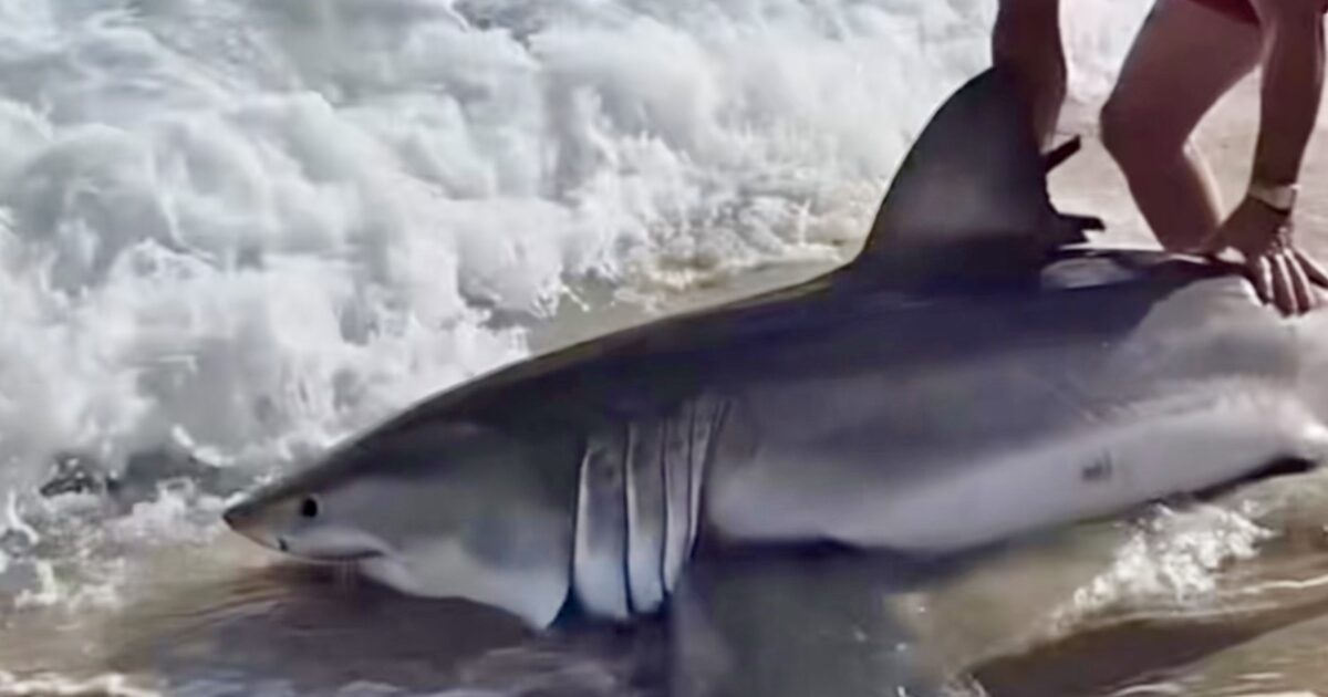 Nantucket Current | Fisherman Reels In Great White Shark From…