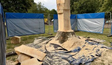 Tree trunks to be transformed into wildlife sculptures in Bridgford Park