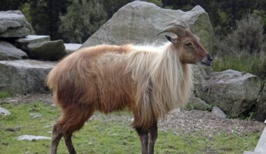 Himalayan tahr carcass dumped in Methven public rubbish bin