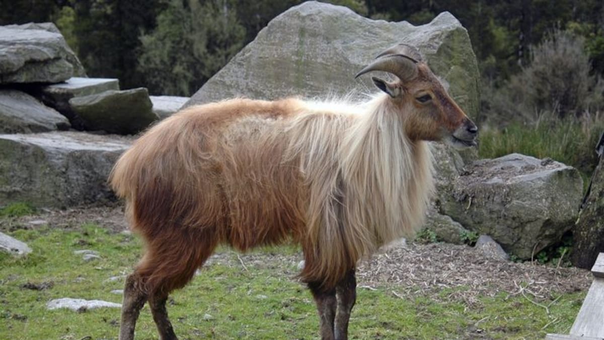 Himalayan tahr carcass dumped in Methven public rubbish bin