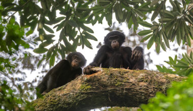 Bonobos in Salonga National Park, the largest tropical rainforest national park in Africa. Researchers are working to habituate wild bonobos to human presence in an effort to support conservation and scientific research. Photo by Alice Péretié / Chengeta Wildlife.
