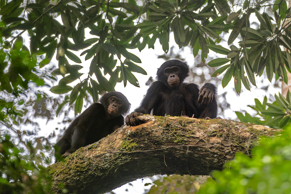 Bonobos in Salonga National Park, the largest tropical rainforest national park in Africa. Researchers are working to habituate wild bonobos to human presence in an effort to support conservation and scientific research. Photo by Alice Péretié / Chengeta Wildlife.
