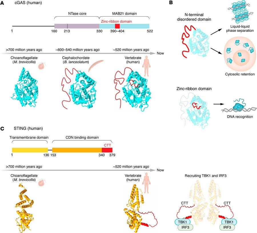Evolutionary diversification of the cGAS-STING pathway. (A) Evolutionary timeline of cGAS across species. (B) Stepwise acquisition of cGAS functional domains. An N-terminal intrinsically disordered domain emerged in cephalochordates and promotes liquid-liquid phase separation and cytosolic retention, whereas the zinc ribbon domain arose later in vertebrates and is required for efficient DNA recognition and activation. (C) Evolution of STING signaling capacity. In vertebrates, STING acquired a C-terminal tail (CTT) that enables recruitment of TANK binding kinase 1 and interferon regulatory factor 3, driving robust type I interferon responses. This CTT-dependent signaling is absent in nonvertebrate STING homologs. The structures of cGAS and STING were downloaded from AlphaFold DB and modified by ChimeraX. CDN, cyclic dinucleotide.