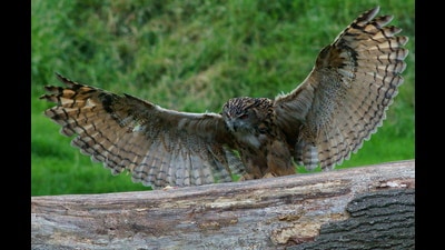 Is the owl a sign of wisdom, or of bad luck headed your way? The answer depends on where, geographically, you are standing. (Wikimedia)