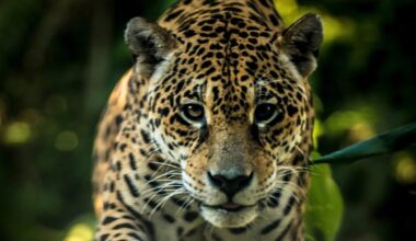 Prowling cats, pink dolphins and giant eagles: 16 incredible photos from the Amazon