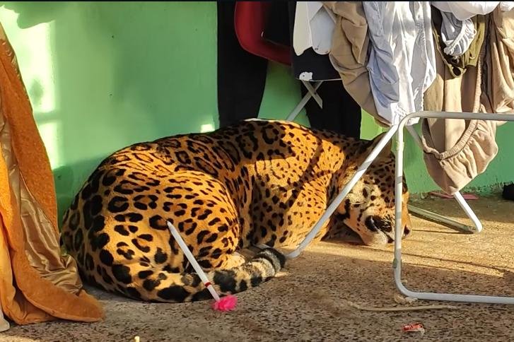 Jaguar captured after roaming residential neighborhoods in Foz do Iguaçu