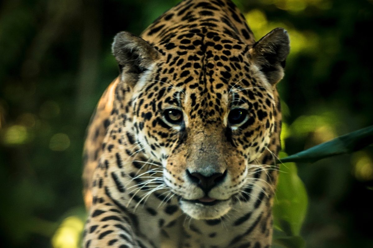 Prowling cats, pink dolphins and giant eagles: 16 incredible photos from the Amazon