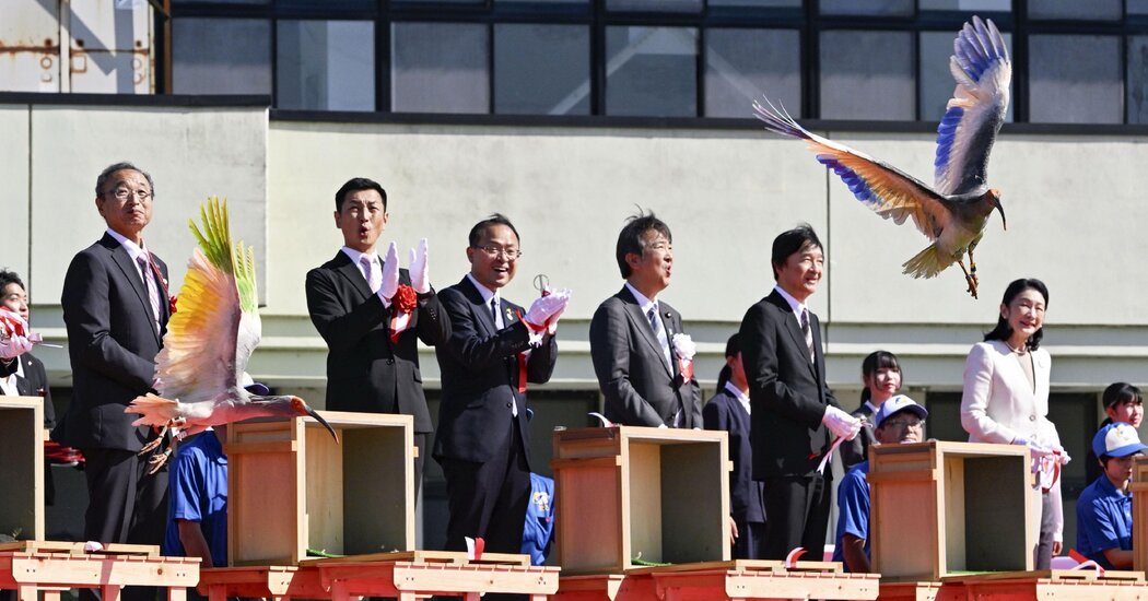 Crested Ibises Get the Royal Treatment in Japan as They Fly Again