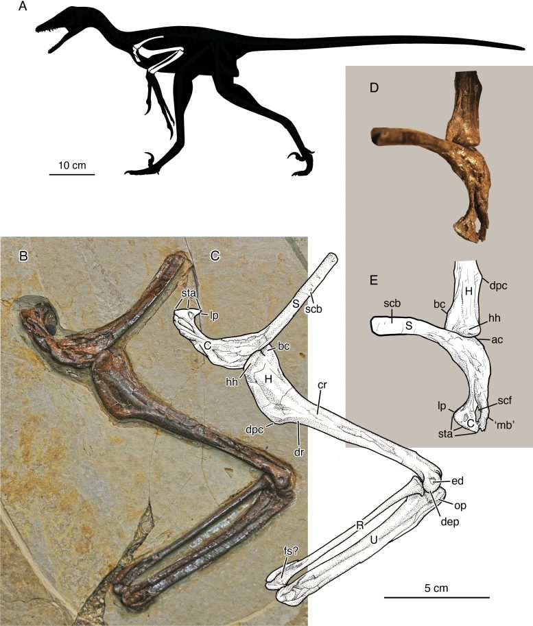 Jian changmaensis Arm Bones