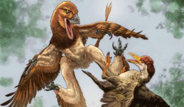 New Feathered Dinosaur May Have Solved a 120-Million-Year-Old Fossil Mystery