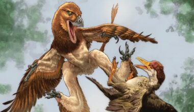 Mysterious Predator That Butchered Ancient Birds Is Finally Unmasked : ScienceAlert