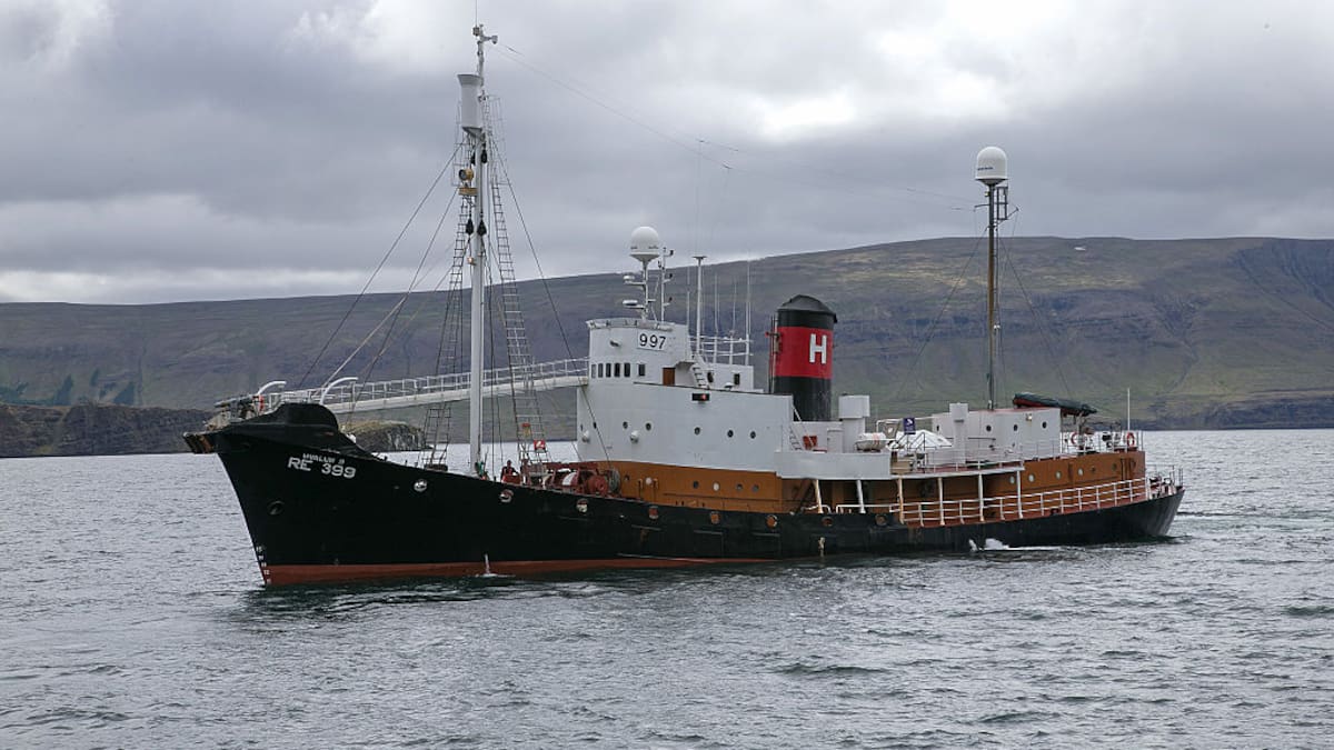 Iceland resumes whale hunting after two-year hiatus amid protest