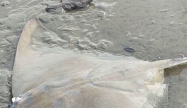 Investigation after dozens of dead eagle rays wash up at Porirua beach