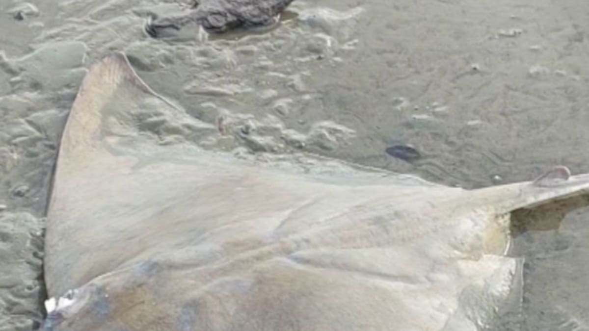 Investigation after dozens of dead eagle rays wash up at Porirua beach