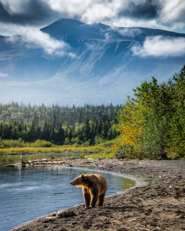 A brown bear stands at the edge of a lake with a forest and tall mountains in the background under a partly cloudy sky.