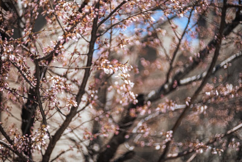Branches of a tree with pink blossoms are in focus, while the background is blurred, showing hints of buildings and blue sky. The overall scene evokes a sense of springtime.