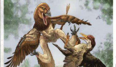 The new microraptor dinosaur Jian changmaensis (left) attacks the early bird Gansus yumenensis (right) in what is now the Changma Basin of northwestern China approximately 120 million years ago. Credits: illustration by Lewis LaRosa, colorized by Jão Canola. Credit Credits: illustration by Lewis LaRosa, colorized by Jão Canola.