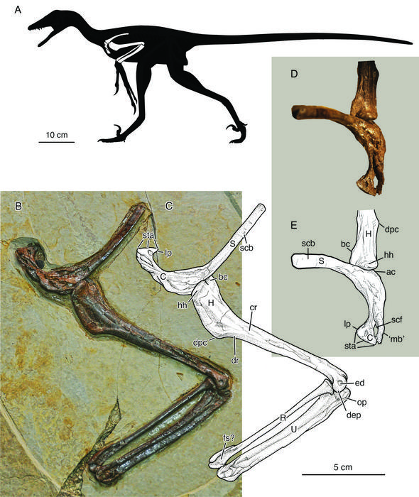 Figure 2 from Zhou et al paper, showing the arm bones of the new dinosaur Jian.Credit Zhou et al