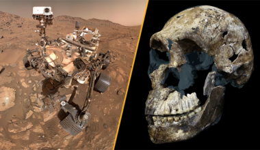 A split image of NASA's Perseverance rover on Mars and the skull of early hominin Homo naledi.